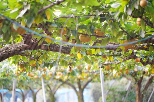 istock Summer scenery in Japan pears grow on pear trees 1300182378