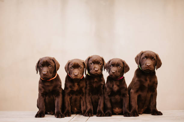 istock Five cute brown labrador puppies 1300183138