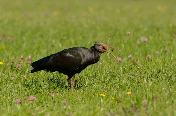 istock Northern eating a insect (Geronticus eremita) 1300183373