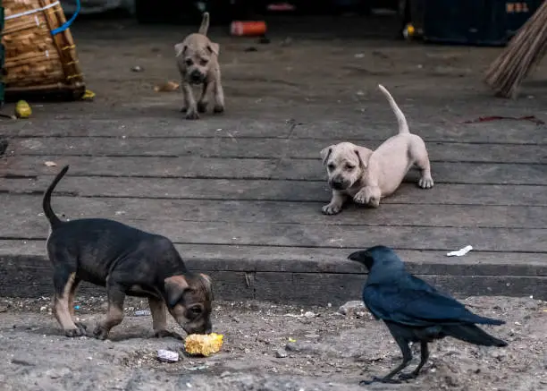 Photo of puppies, crow trying to eat bread