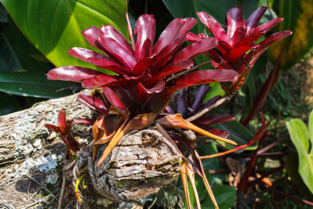 aechmea caudata lindm. auf baumzweig - bromeliad stock-fotos und bilder