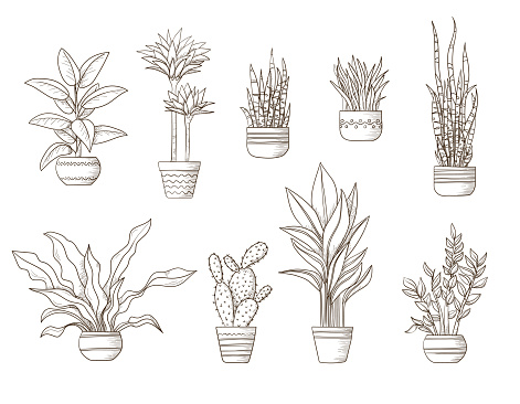 Sketch of decorative indoor plants growing in pots. Hand drawn in line style. Set of beautiful evergreen home decorations. Vector illustration of houseplants isolated on white background