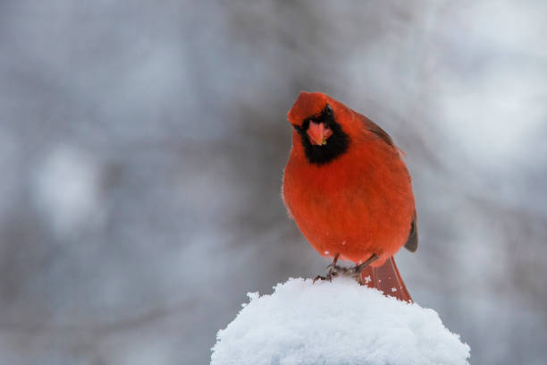 istock Male  northern cardinal 1300183818