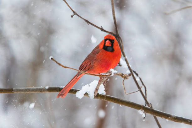 istock Male  northern cardinal 1300183857