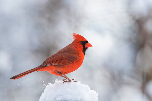 istock Male  northern cardinal 1300183862