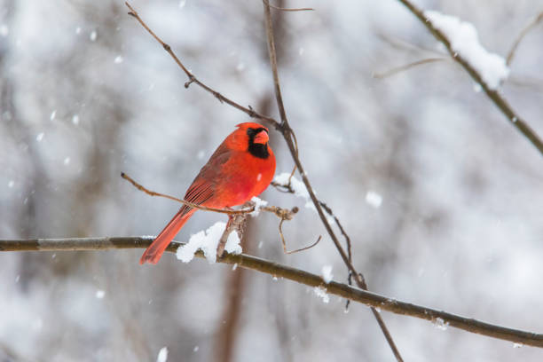 istock Male  northern cardinal 1300183865