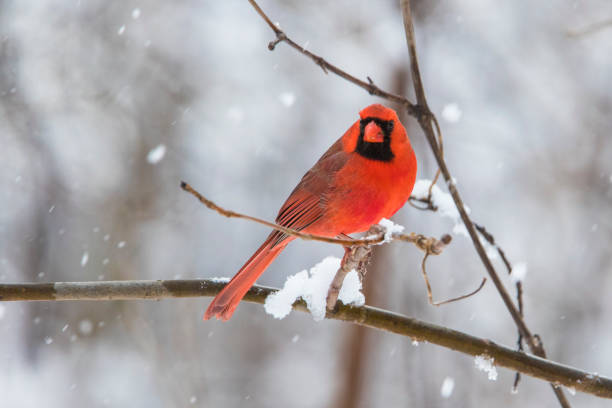 istock Male  northern cardinal 1300183866