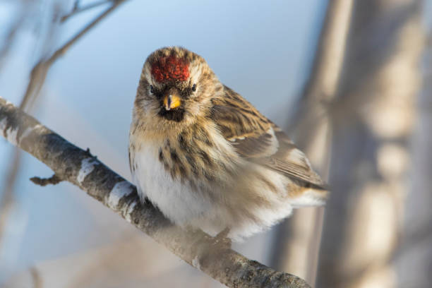 istock common redpoll or mealy redpoll 1300183906