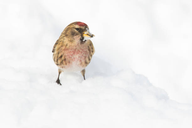 istock common redpoll or mealy redpoll (Acanthis flammea) in winter 1300184510