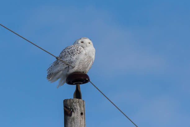 istock snowy owl in winter 1300184580