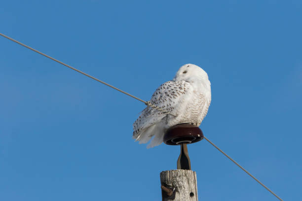 istock snowy owl in winter 1300184633