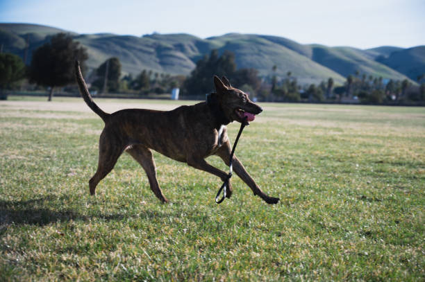 Dog Running with Ball