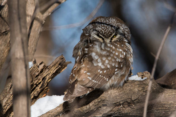 istock boreal owl or Tengmalm's owl 1300184654