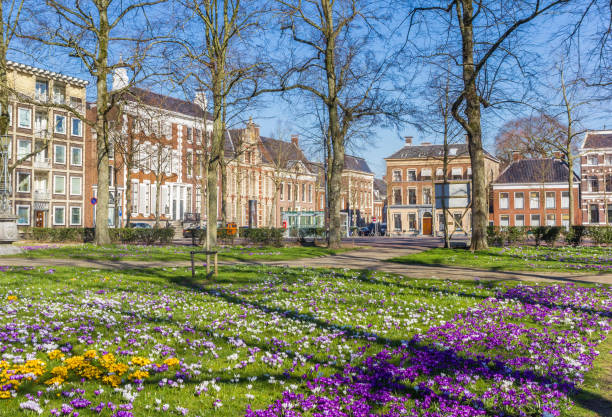 istock Colorful crocuses in a park in Groningen 1300184687