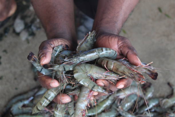 crevettes fraîchement récoltées dans la crevette de tigre de main dans la culture de crevette à la main dans l’élevage de crevettes de l’inde dans le biofloc - prawn photos et images de collection