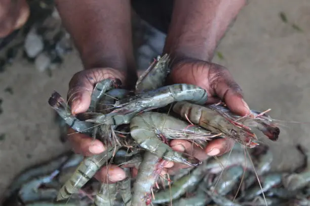 Photo of freshly harvested shrimp in hand tiger prawn in hand shrimp culture in india shrimp farming in biofloc