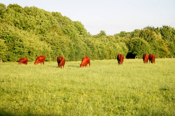 istock Cow herd on green fresh grass field eating 1300185032