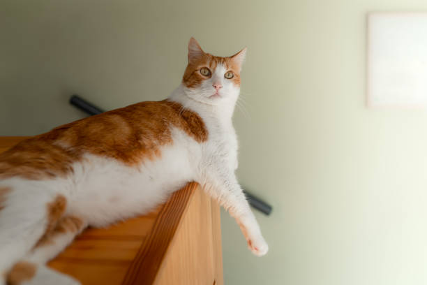 istock brown and white cat with yellow eyes looks at the camera 1300186427