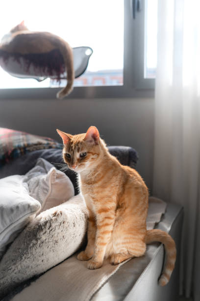 istock vertical composition. brown tabby cat sitting on the sofa under the window 1300186592
