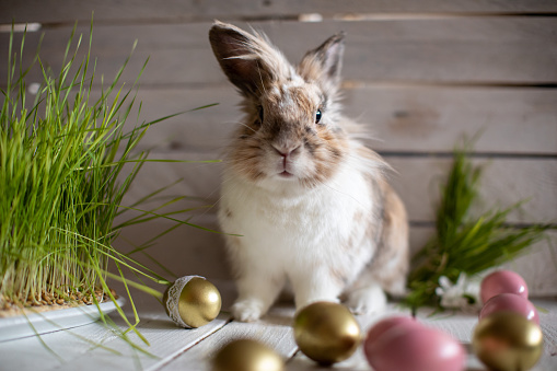 Cute fluffy bunny exploring Easter decoration and posing. He is surrounded by colorful eggs, fresh grass and wooden basket. Standing on white wooden table. Ready to with you Happy Easter!