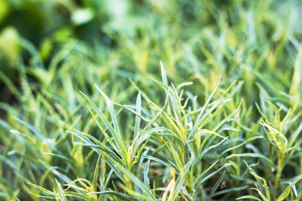 istock Green grass. Summer or spring morning. Horizontal image with blurred background. Nature theme. 1300190268
