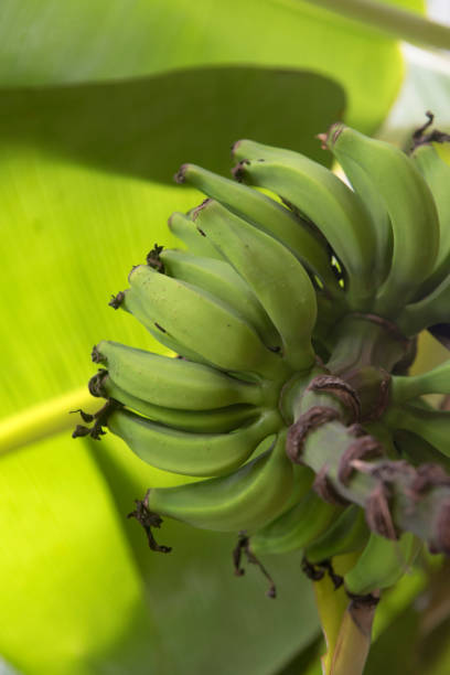 istock Bunch of Bananas 1300190277