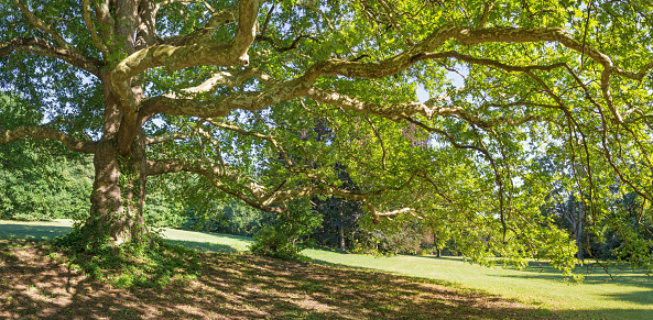 Topolcianky - The light under the platanus of park in Topolcianky.