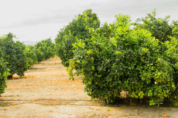 istock Orange trees in an orchard in California 1300190891