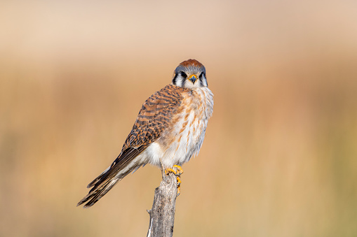 A female American Kestrel perched on a branch at the San Jacinto Wildlife Area, Riverside County, Southern California. This small falcon has an enormous range in the New World, from Alaska and Canada through southern South America.