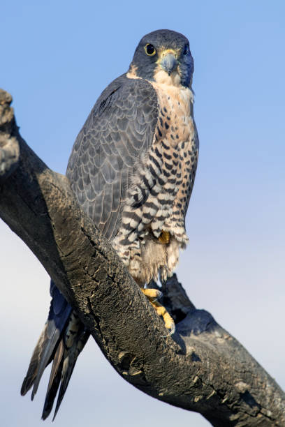 istock Peregrine Falcon Looking at the Observer 1300191801