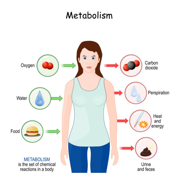 ilustrações de stock, clip art, desenhos animados e ícones de metabolism - energia reativa