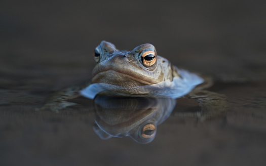Toad in water with reflection of head and eyes. Face on.