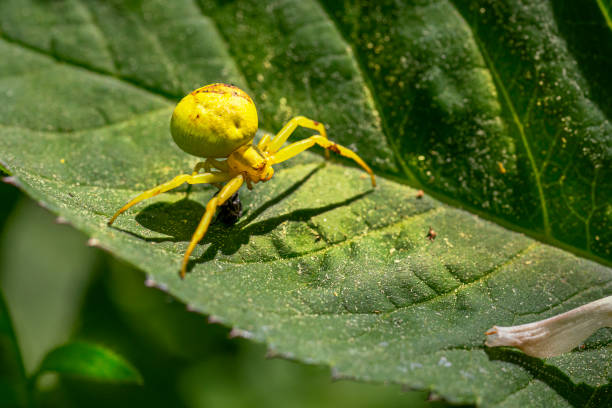 istock Goldenrod crab spider 1300194357