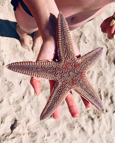 Taken on Mobile Device girl on the beach holding a starfish in the palm of her hand