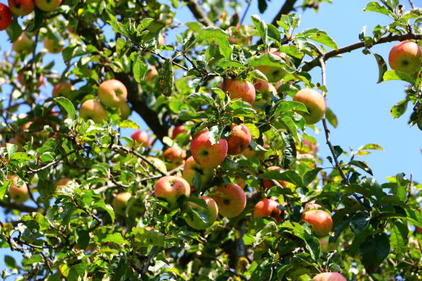 istock Mature apples in midsummer on an apple tree 1300194665