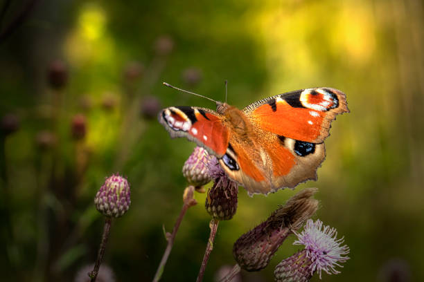 The Peacock Peacock, (Aglais io) peacock butterfly stock pictures, royalty-free photos & images