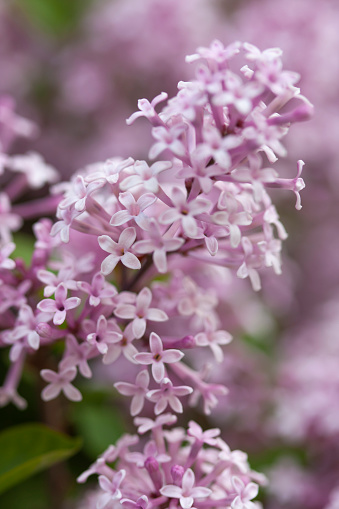 Red Pixie mini lilac (Syringa vulgaris) variety spring blossom. Smelling flowers.