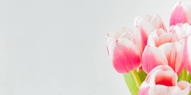 istock Pink tulips on a light background. Spring flowers banner 1300195408