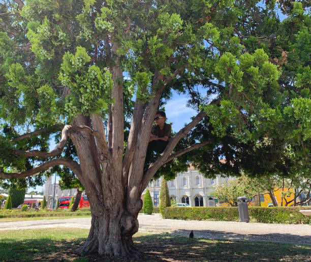 chłopiec wspiął się na drzewo - mobilestock horizontal branch tree trunk zdjęcia i obrazy z banku zdjęć