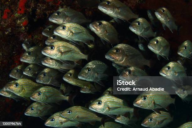 School Of Fish Stock Photo - Download Image Now - Animal, Animal Themes, Animals In The Wild