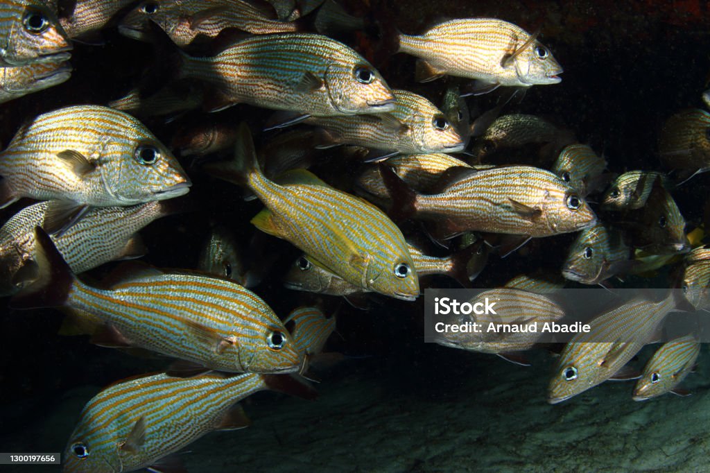 School of fish (Caesar grunt) A caesar grunt (Haemulon carbonarium) on a Caribbean coral reef (Yucatan, Mexico). Animal Stock Photo