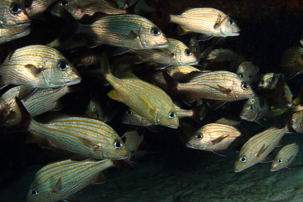 School of fish (Caesar grunt) A caesar grunt (Haemulon carbonarium) on a Caribbean coral reef (Yucatan, Mexico). caesar grunt photos stock pictures, royalty-free photos & images