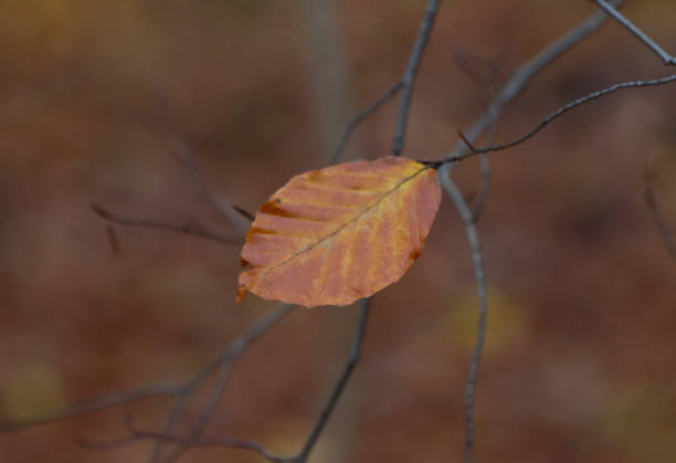 istock Autumn leaves in the forest. 1300197879