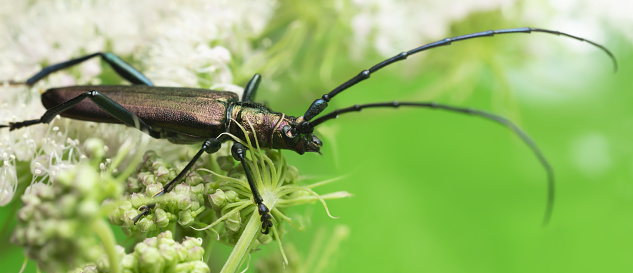 Musk beetle, Aromia moschata on hogweed. This beetle belongs to the Cerambycidae family, longhorn beetles.