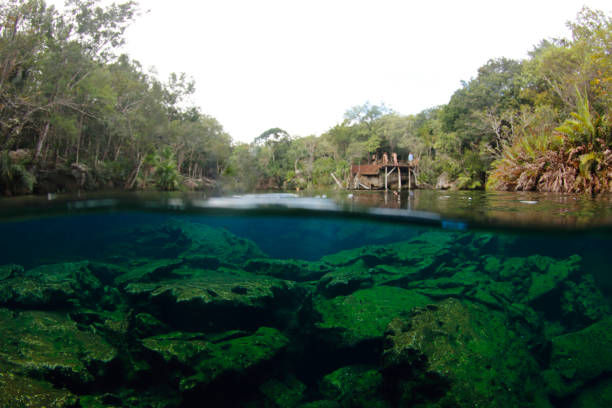 Cenote in Yucatan (Mexico) stock photo