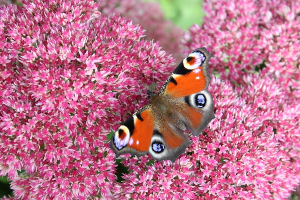 istock a peacock butterfly at a pink flower closeup 1300201334