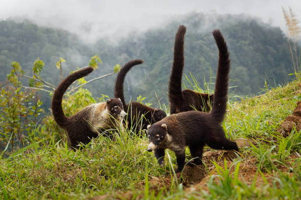 white-nosed coati - nasua narica, znany jako coatimundi, rodzina procyonidae (szopy i krewni). hiszpańskie nazwy dla tego gatunku to pizote, antoon i tejon. długie ogony w górę. - coati zdjęcia i obrazy z banku zdjęć