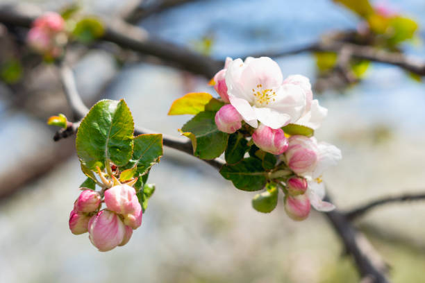 istock Spring blooming apple trees in the garden against the blue sky 1300203230