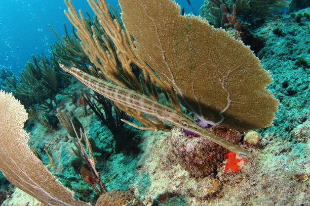 Trumpetfish stock photo