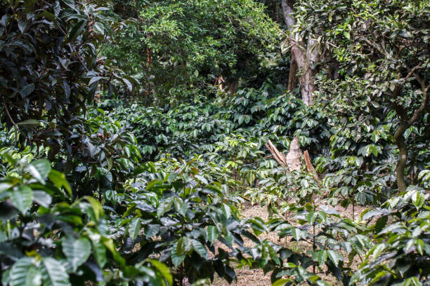 istock Arabian coffee plant 1300203957